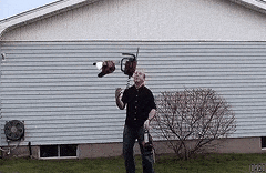 NaughtyConcernedAntelope-max-1mb.gif.e6b0ca69672e1fa875c7810cad5f4c0f.gif