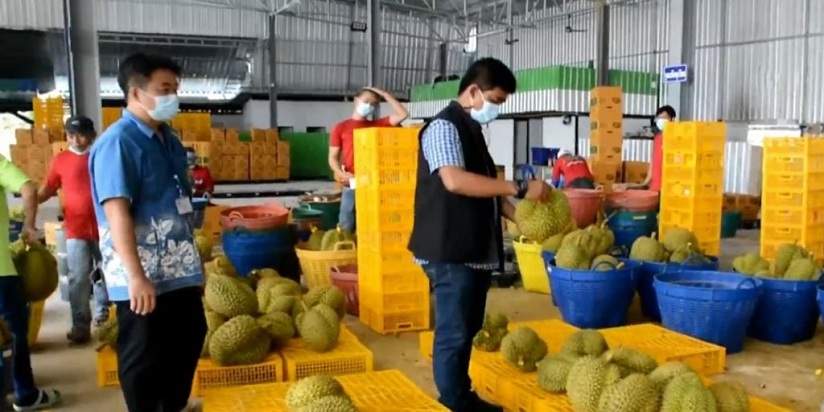 durian1-1024x512-1.jpg
