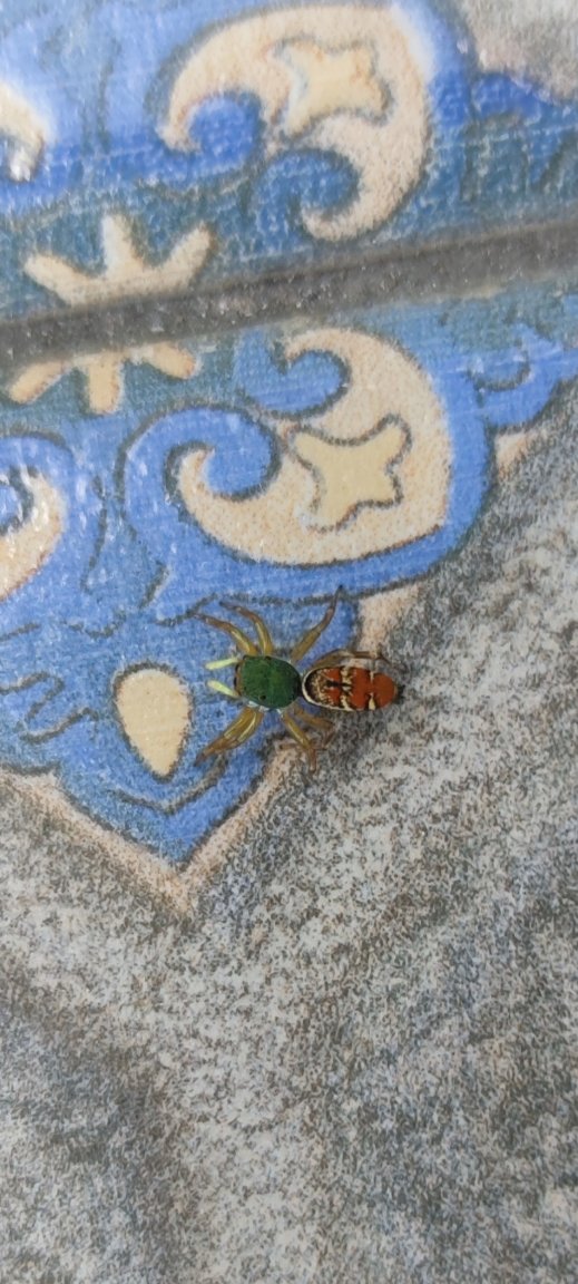 spider.jpg