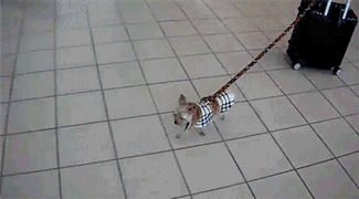 yorkie.gif.67583ad1f9910ae3ec730401bea93db5.gif