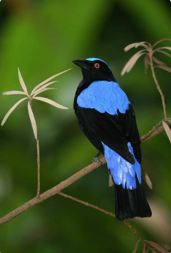 1184801758_AsianFairyBluebird.png.8be0725db0335dd5912b51585004cf6d.png
