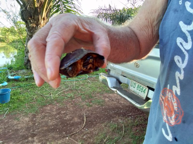 1258387382_terrapin02.png.9ed649c4e751daee63c19fa971b43555.png