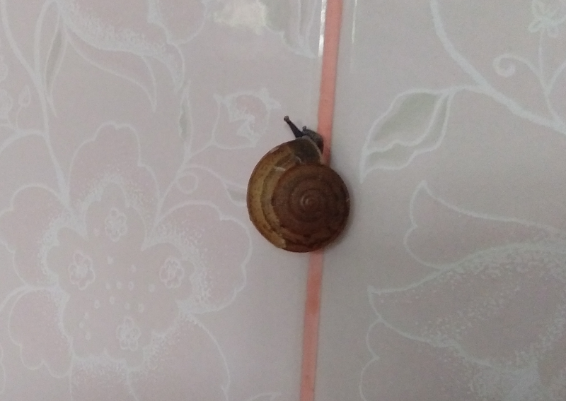 1286207362_littlesnail00.png.1cded2f04d530d643c0b14b533c6507e.png