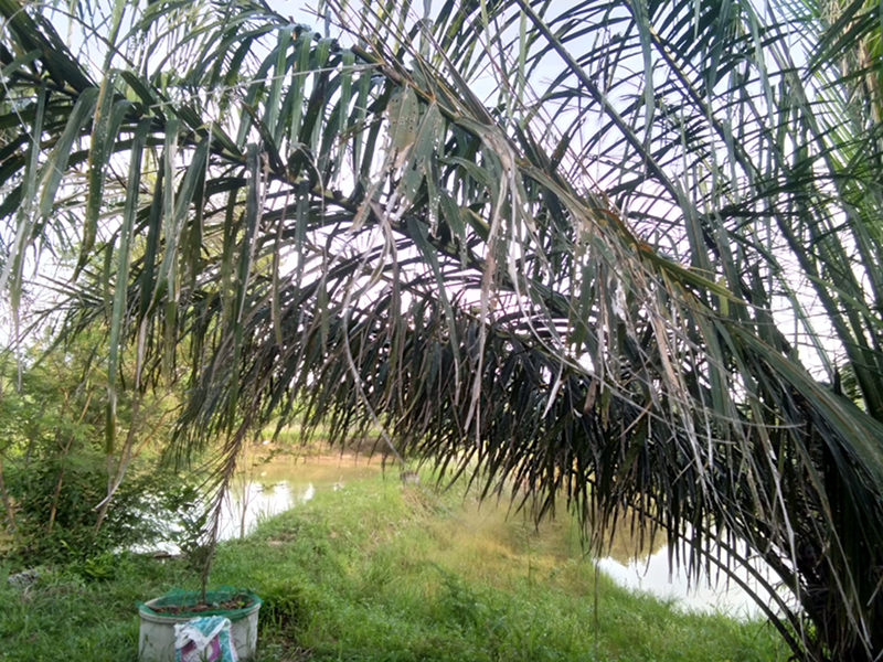 1315012565_palmnotgood.png.b192eb288f3f9d8b893c8eec29c9c78c.png