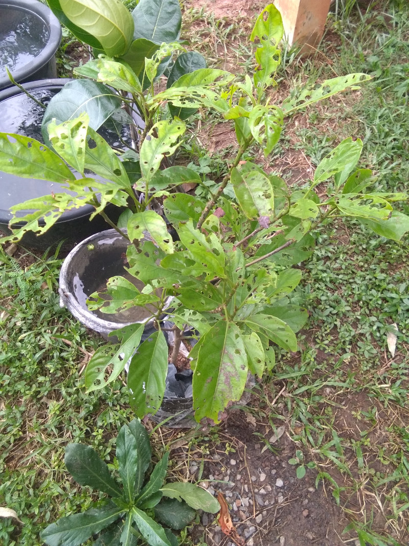 1384079724_eatenplant.png.d86f657c416c6f3601e7a1df203ed5fb.png