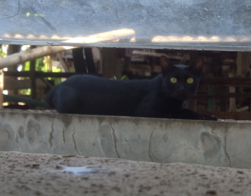 1491752475_blackcatonwall00.png.5f099b29bcc3e435fb1c3e566581819b.png