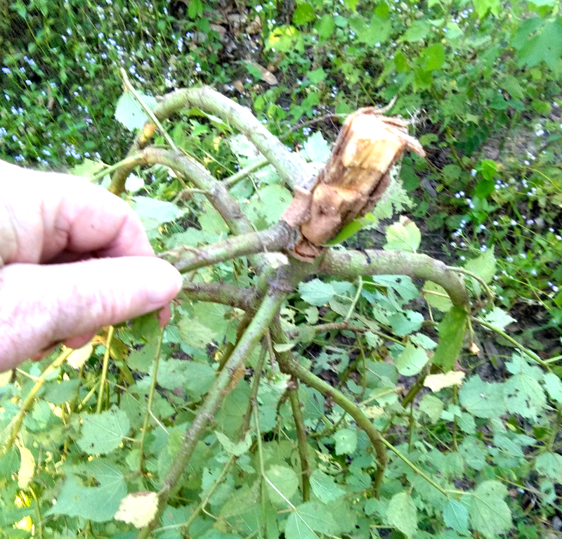 1537410924_weedsgrowing01.png.0045b3fbdfb813a74911af14895833d6.png
