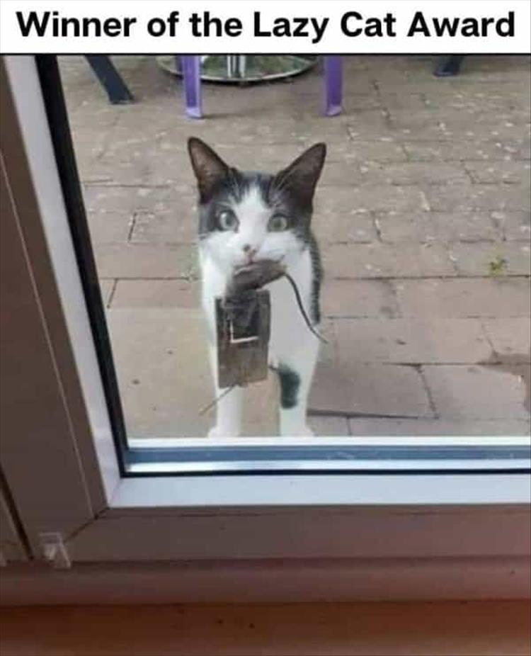 1822026270_lazycat.jpg.95446c0fff3bff1fe16cea62f97347e3.jpg
