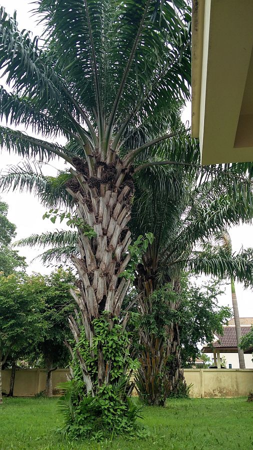 1939768636_PalmTreesIMG_20210710_123204900.jpg.4b9be3b5d30e98c5ff09f7284ffe0101.jpg