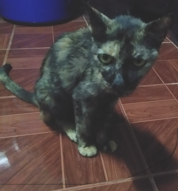 1971219186_charkie000.png.0884d5594ca68307746e1bafb72c11a2.png