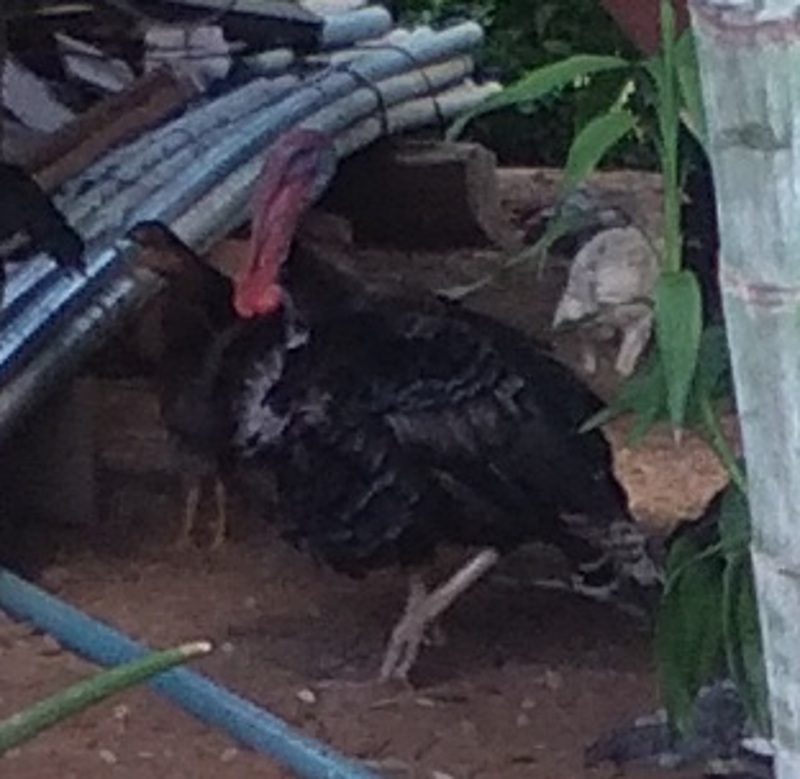 2057774136_turkey04.png.c9b8cb56ab174a7d2bdfdcbeb2ee7e80.png