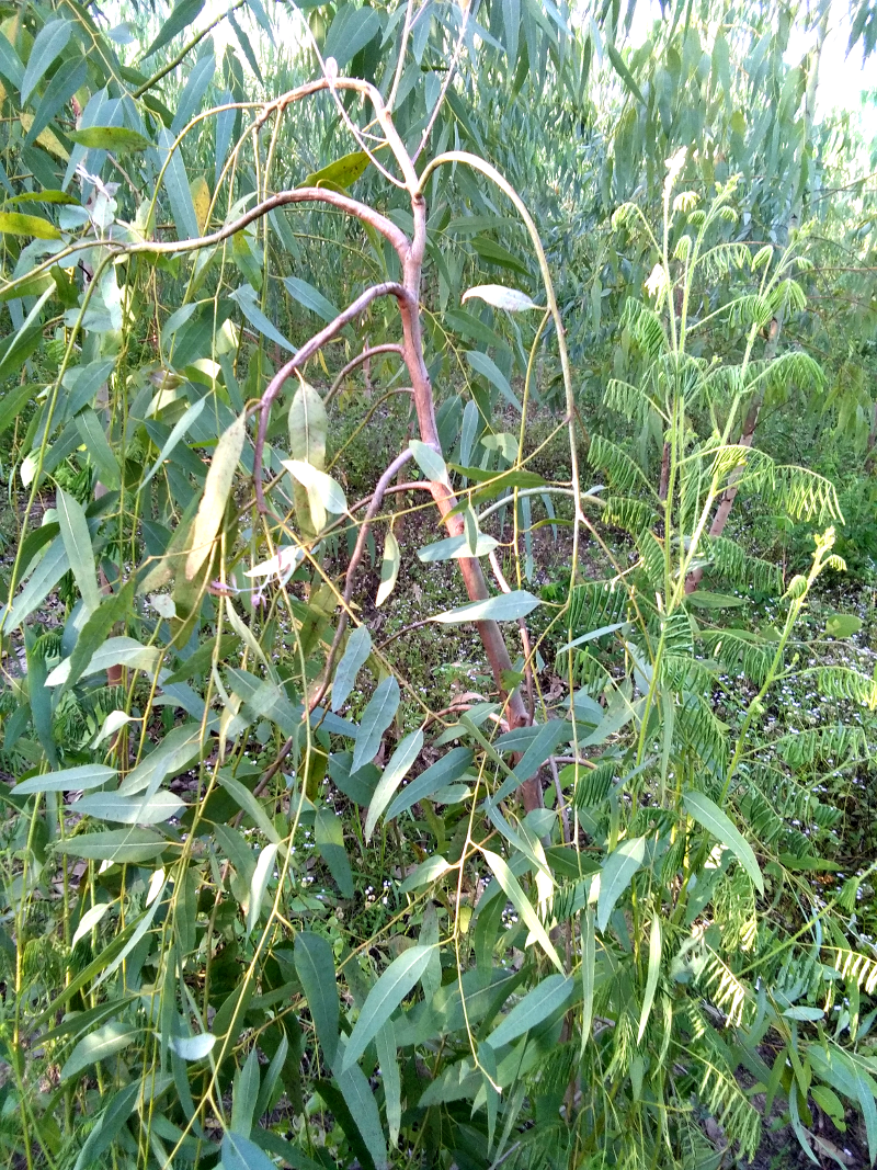 2067620362_weedsgrowing02.png.77ff2a959c118be02fbb3537e88e9b18.png