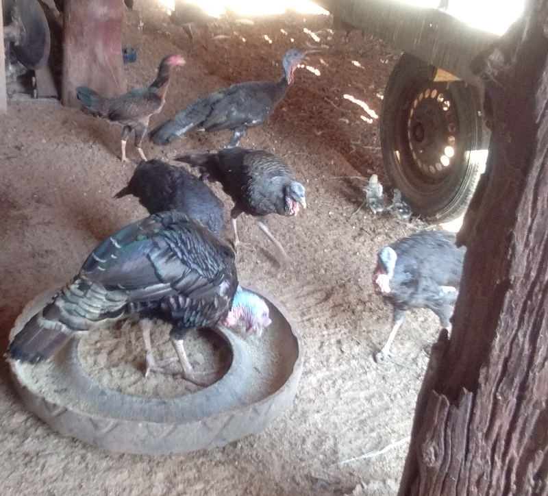 271826610_turkeys000.png.dccf7737cdda21e2cd1c560d393a1129.png
