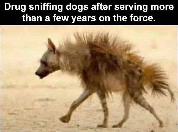 360737604_drugdog.jpg.7e2d33e99eaf0dfb685f26a4c6f0120a.jpg