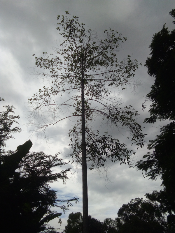 65050721_straighttree00.png.e04871fd8a0e840094acd24eef97d357.png