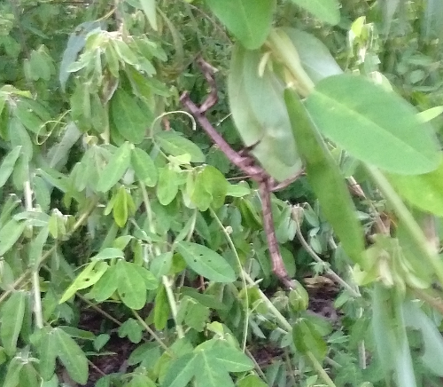 765619913_stickinsect00.png.4ff07523b990b513f2de54a603c95ada.png