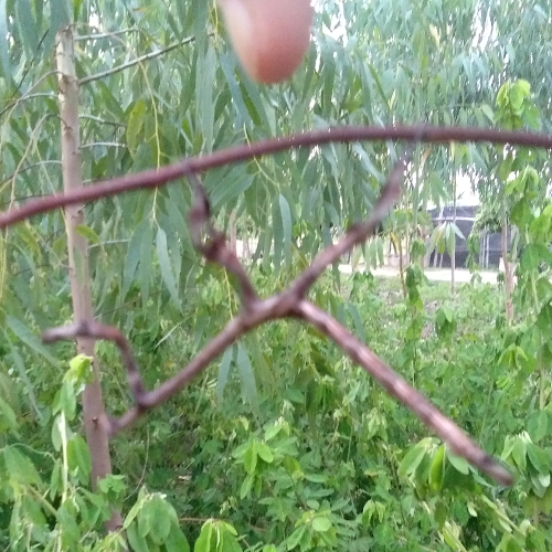 852408261_stickinsect01.png.4aea210533c4a6718f2357a5329a2786.png
