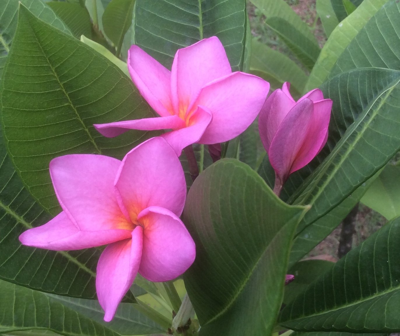 BB334B7A-3D59-40DC-B5D7-BC4D22981A07.jpeg