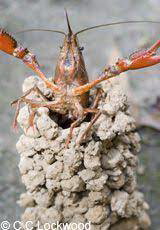 Crawdad.jpg.646e22ea2e6b7939451dd7141e68e1d0.jpg