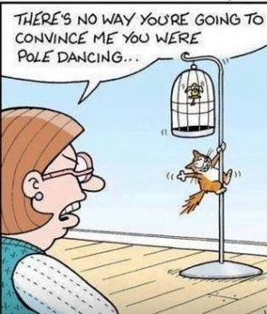 pole-dancing-cat-312x350.jpg.8b9e4395c5db66827542df236dc29fc4.jpg