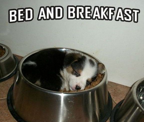 puppies-bed-and-breakfast.jpg.b9a67b3d20b919499d14baadb4efb517.jpg