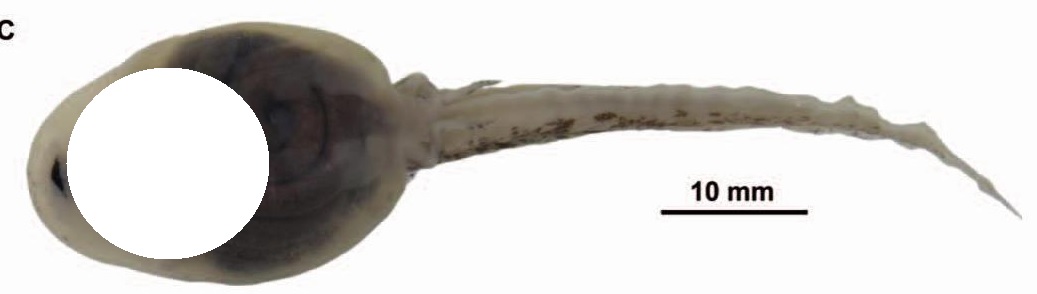 tadpole2.jpg.07dadf19110e9a0236ac1f2f19140be4.jpg