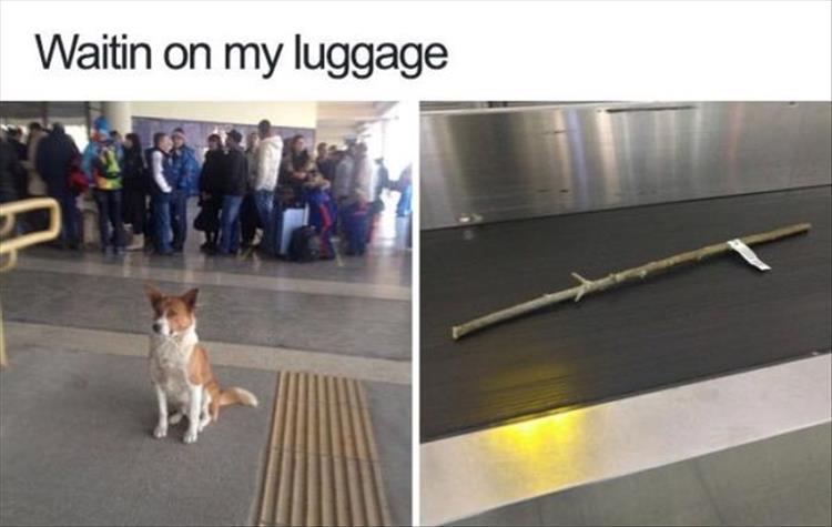1445148694_dogluggage.jpg.1bb10875dadfdd047e2f1793402696a3.jpg