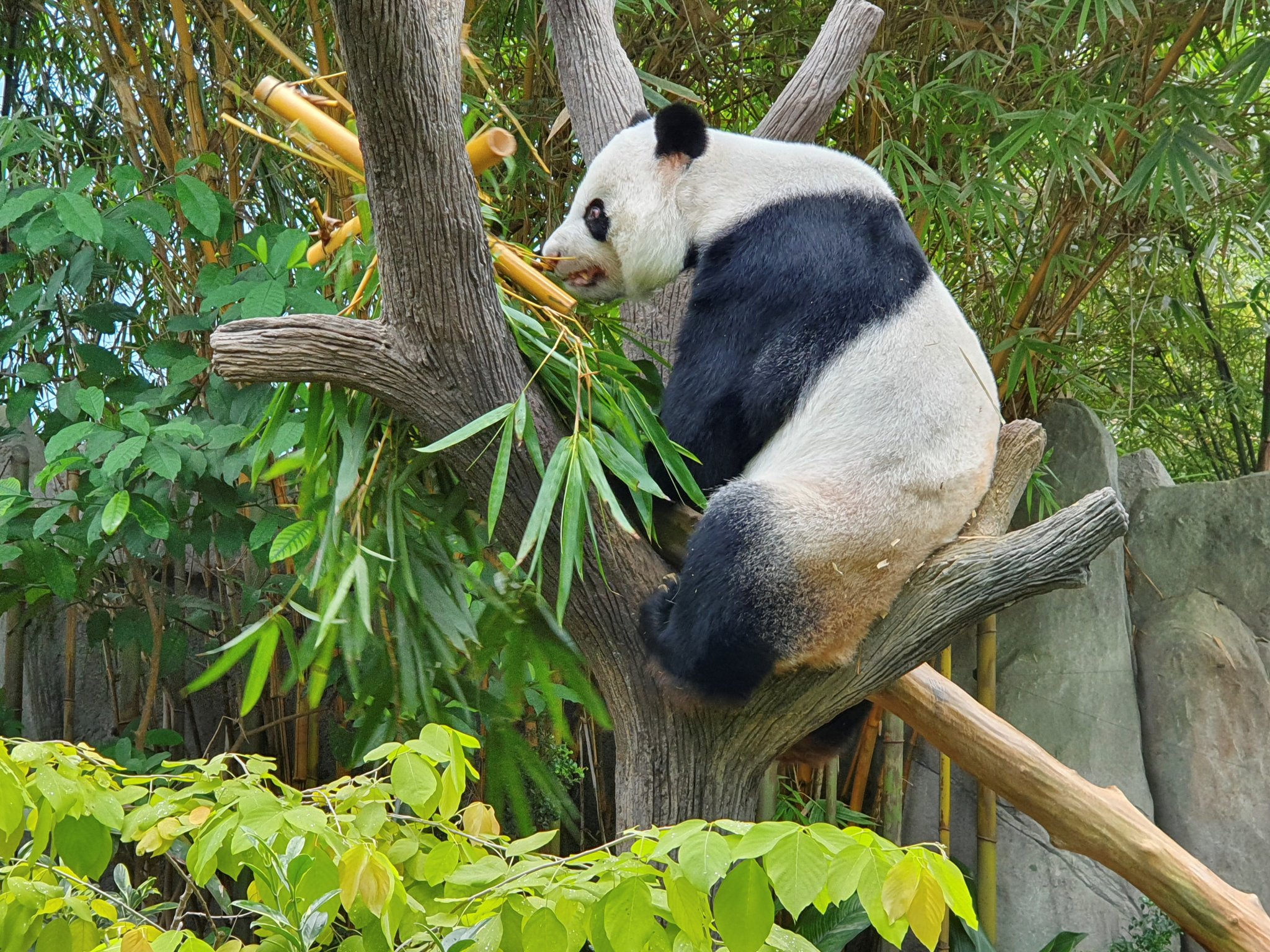2021-08-16T143708Z_1_LYNXMPEH7F0RW_RTROPTP_4_SINGAPORE-ZOO-PANDA.thumb.JPG.bee56b04f6d8954f9e1ea9699f7c62ae.JPG