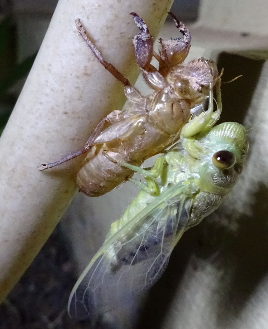 311648367_cicadaandskinDSC00736.JPG.da450f39ad5d761ad4e7728dcfa5922c.JPG