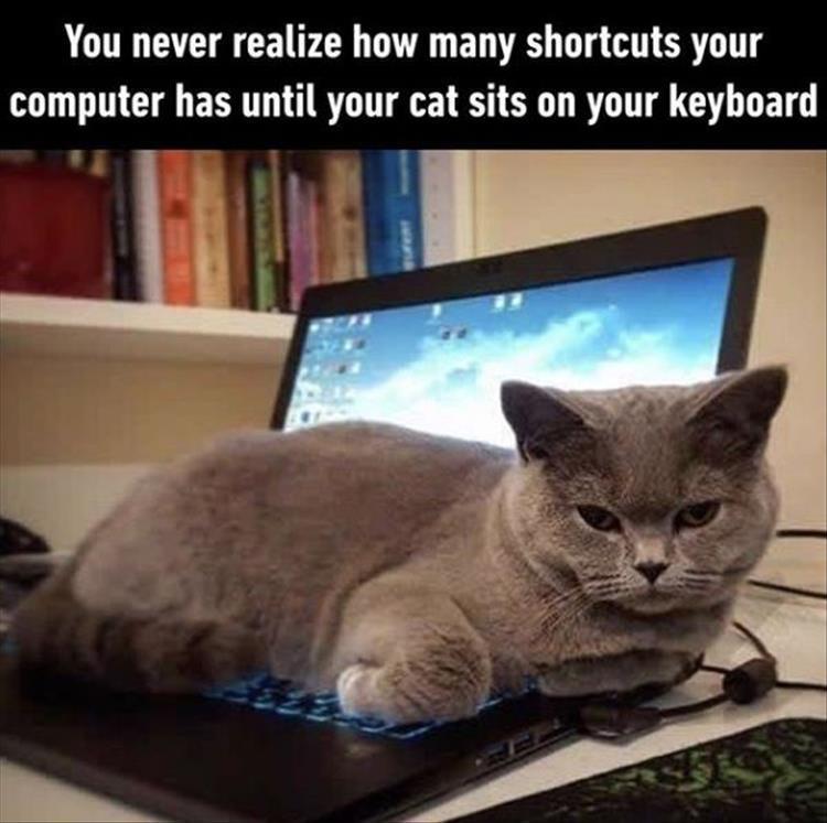 896302216_catonkeyboard.jpg.a1df2e728c6f71e76e46df9aeb98aa68.jpg
