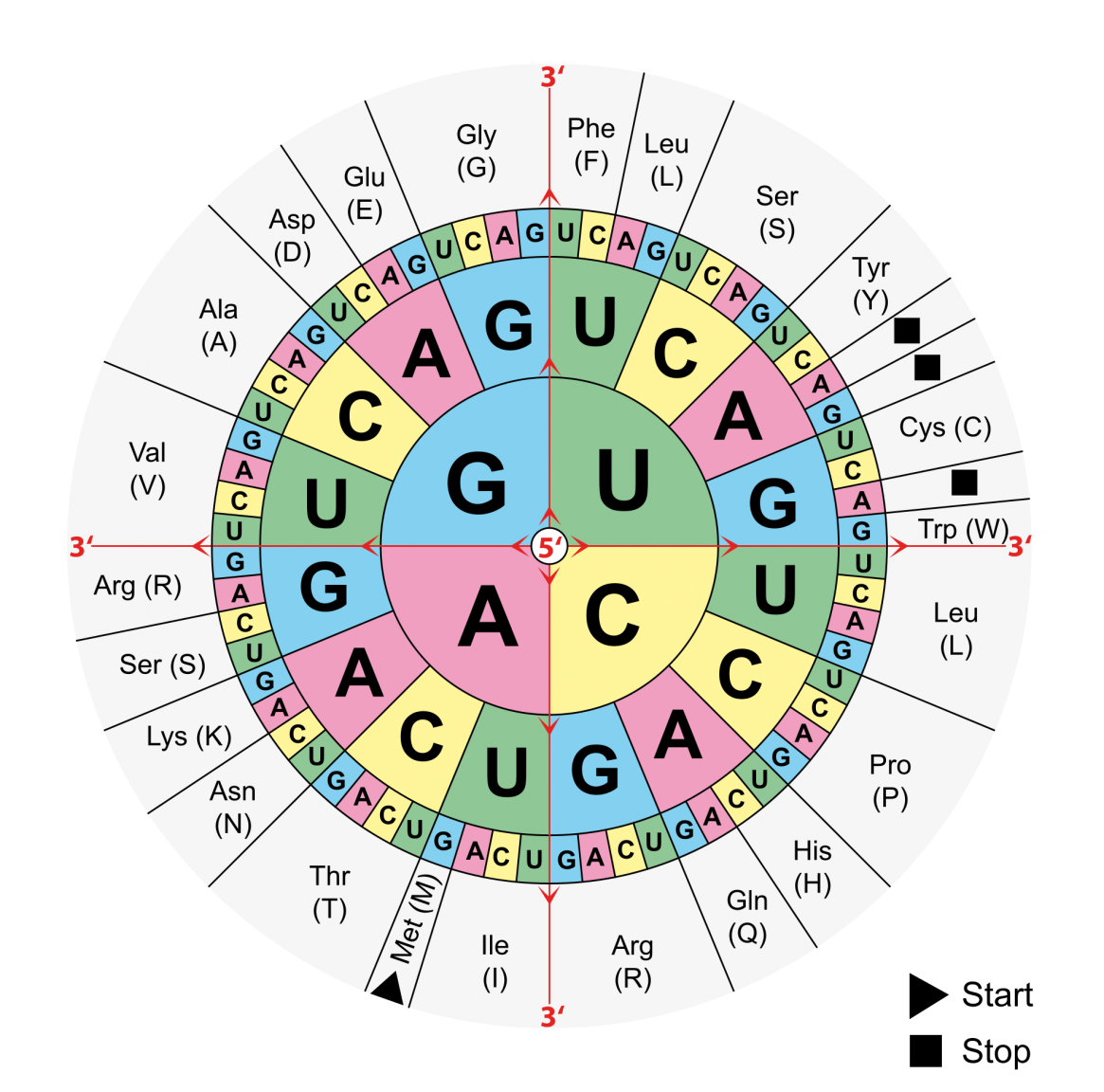 Aminoacids_codon.png