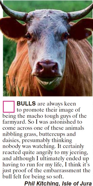 Bulls.jpg.70ddd5d2898a748752324e5d42303b9b.jpg