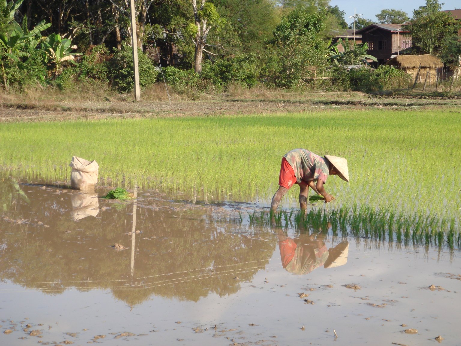 Rice_planting_near_Champasak_(Laos).jpg