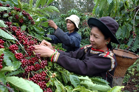 Vietnam-coffee-pickers.jpg.a8b9b87fc059645dc3627ab36376f497.jpg