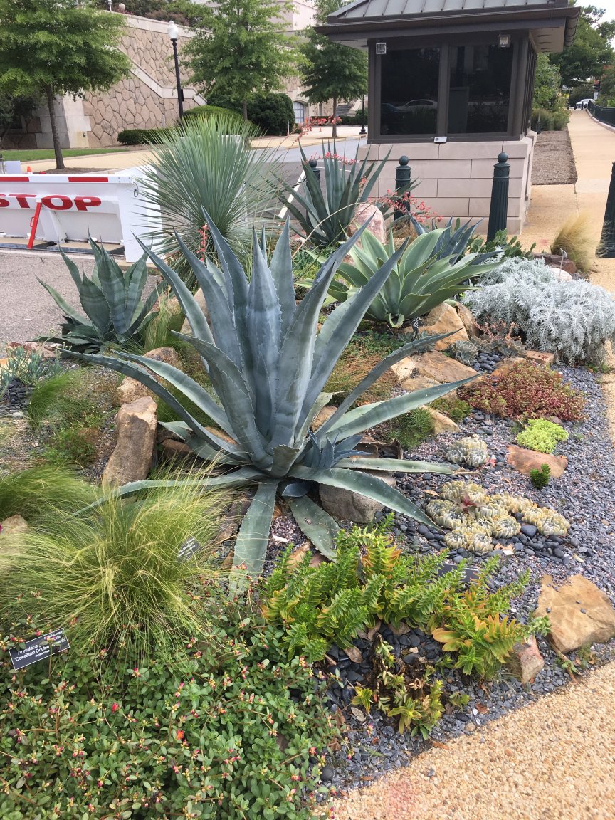 Xeriscaping_USCapital2.jpg