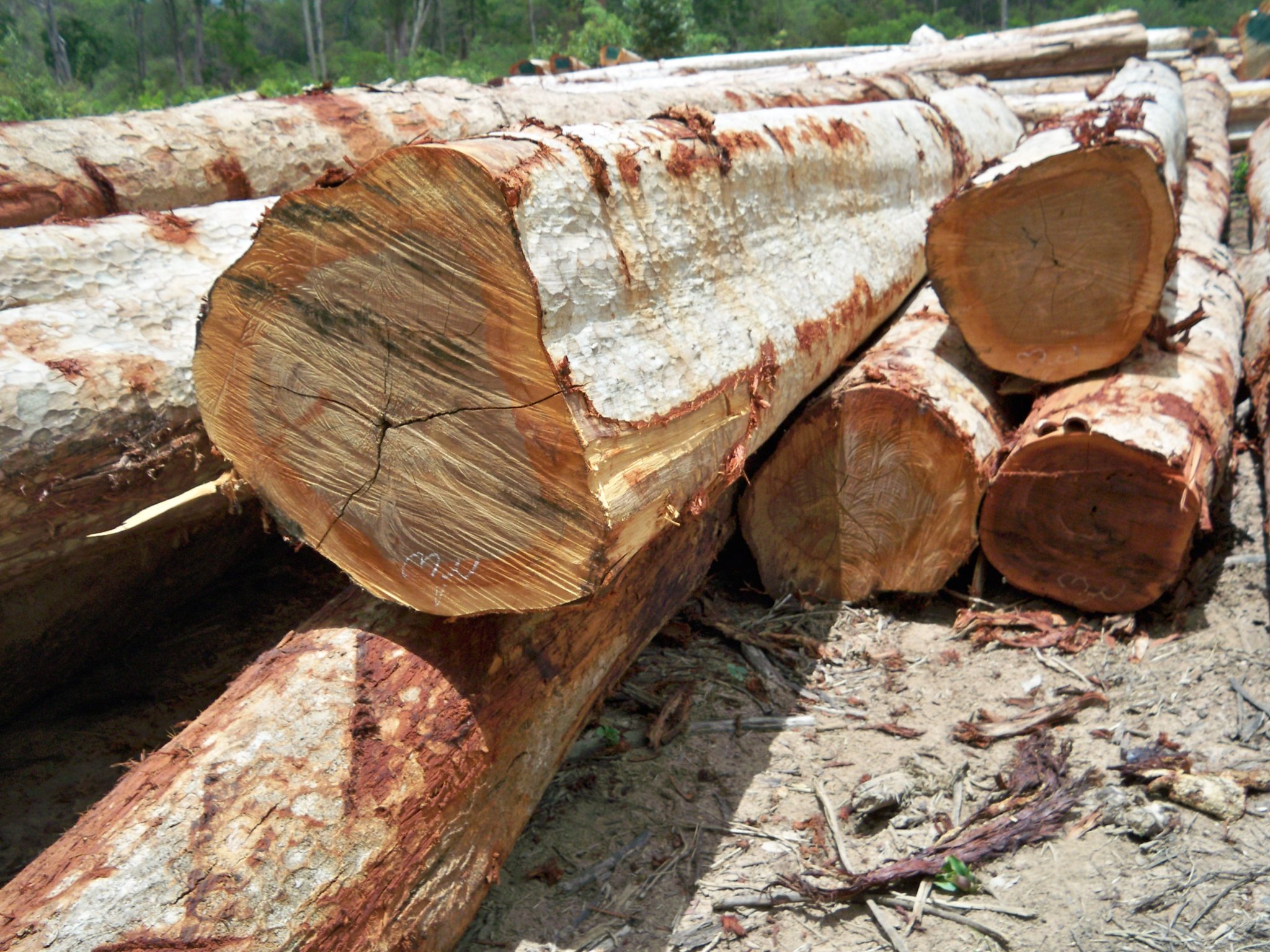 cut_timber_in_laos_somphavanh.jpg