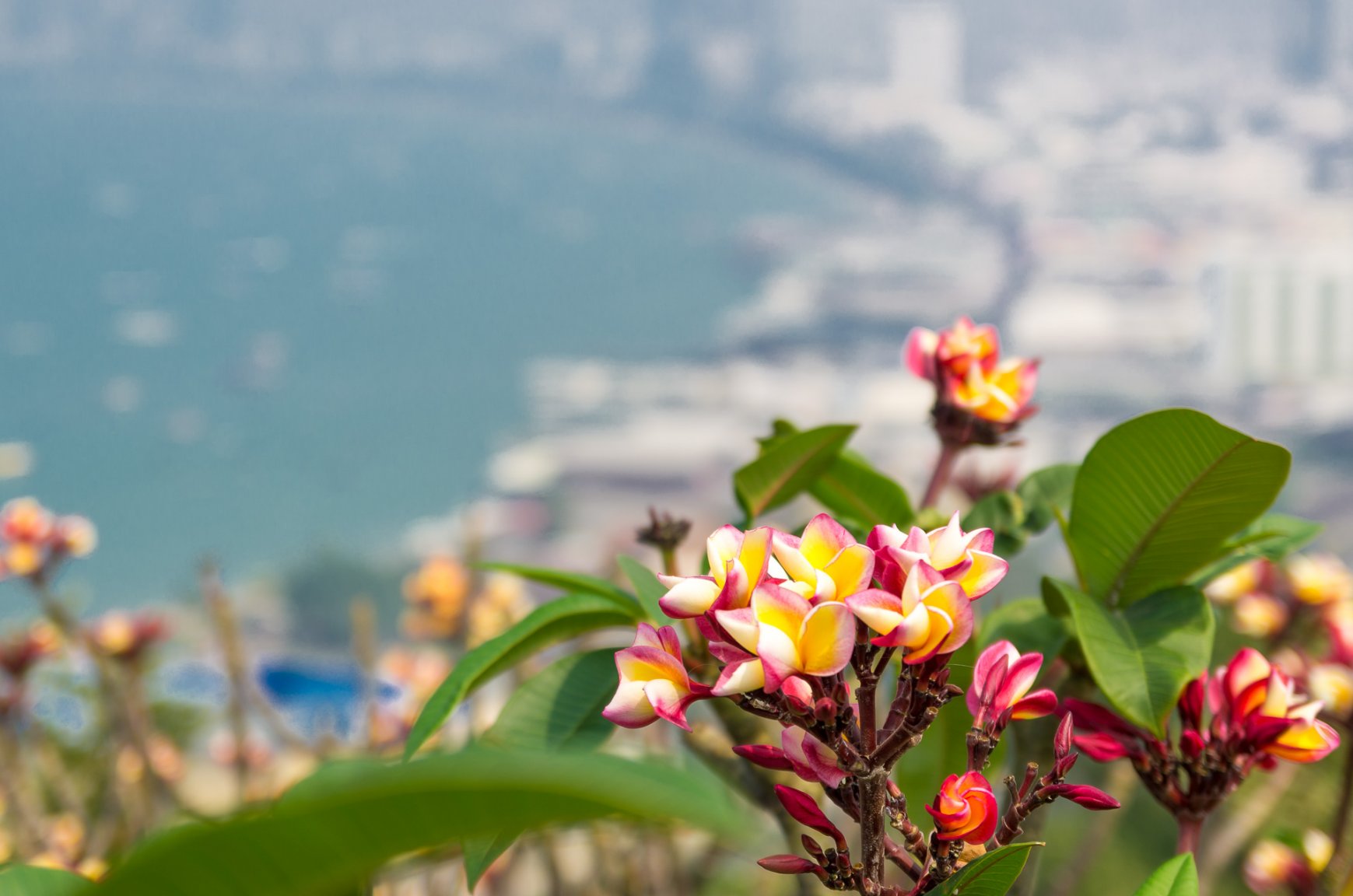 pattaya_bay.jpg
