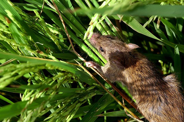 pests-rat.jpeg.e11de38903cc59cccd6282280731a466.jpeg