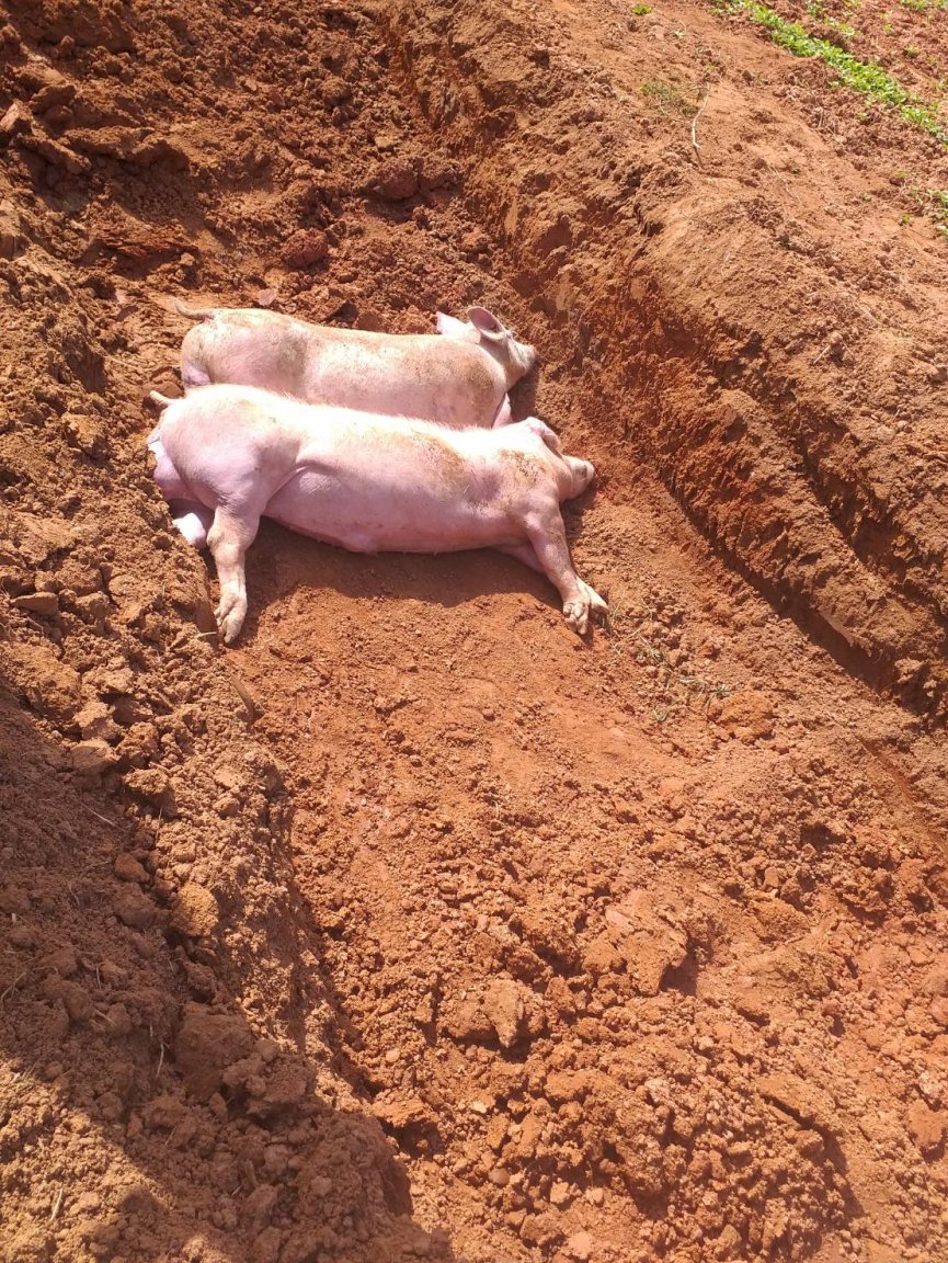 pig.thumb.jpg.645a0efd3427cc29bc9472f56b5a45d3.jpg