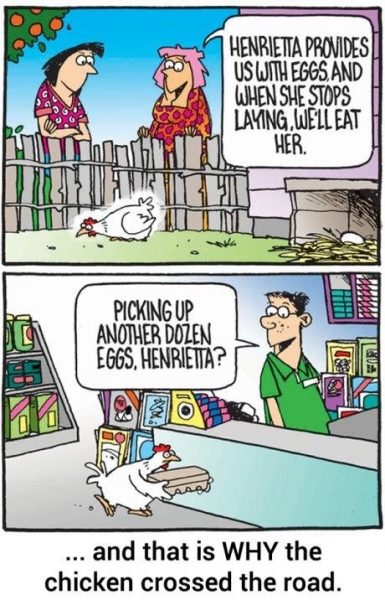 why-did-the-chicken-cross-the-road-385x600.jpg.4cb831b405c92504eaf135516b95e158.jpg