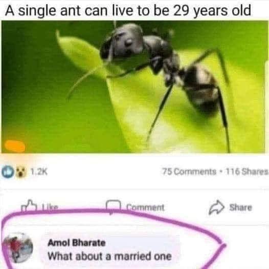 124241518_marriedant.jpg.68854bfb3f0508a43a46c65190fc58f0.jpg