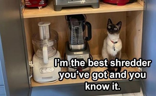 1441960647_catshredder.jpg.bb02771529b78b76779ea802c449f7ab.jpg