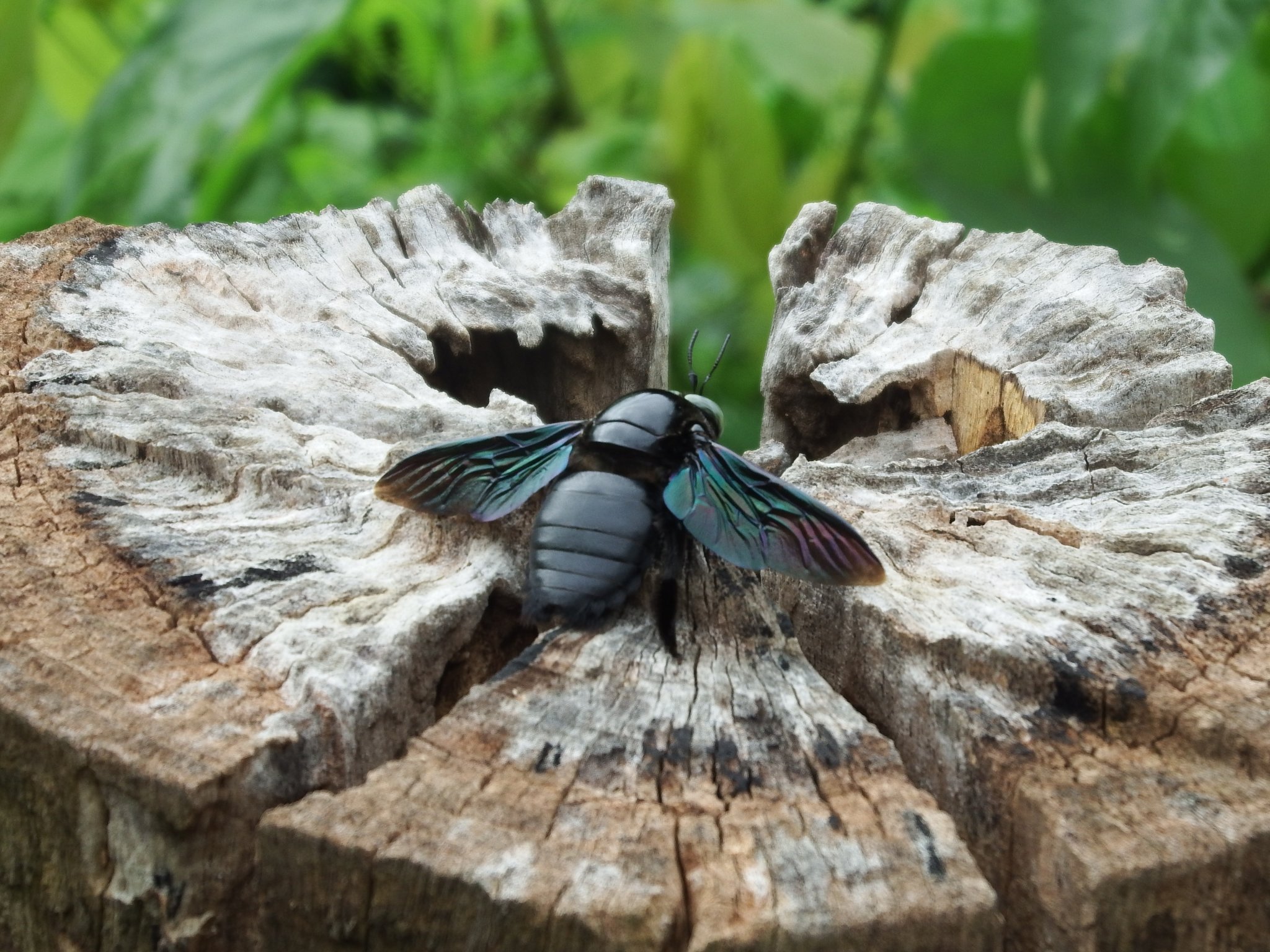 huge flying insect.2JPG.JPG