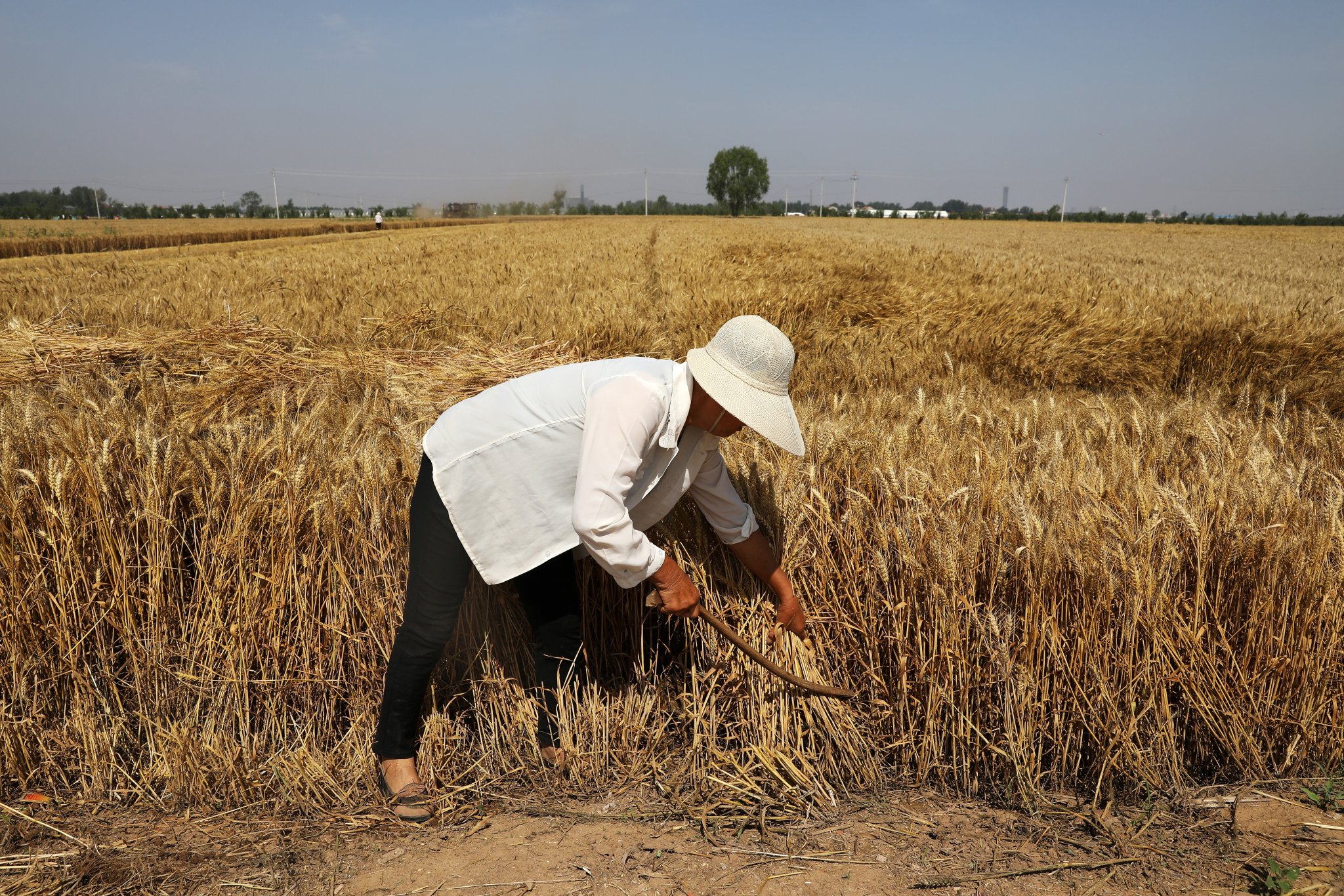 2021-09-02T104715Z_1_LYNXMPEH810H2_RTROPTP_4_CHINA-AGRICULTURE.thumb.JPG.038fde6ea3fed3026dd75cbf6df2add6.JPG