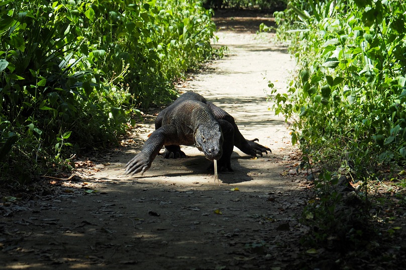 2021-09-04T182804Z_1_LYNXMPEH8309P_RTROPTP_4_GLOBAL-ENVIRONMENT-WILDLIFE.JPG