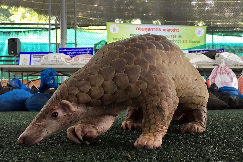 2021-09-21T064321Z_1_LYNXMPEH8K06F_RTROPTP_4_SOUTHEAST-ASIA-WILDLIFE-TRAFFICKING.JPG