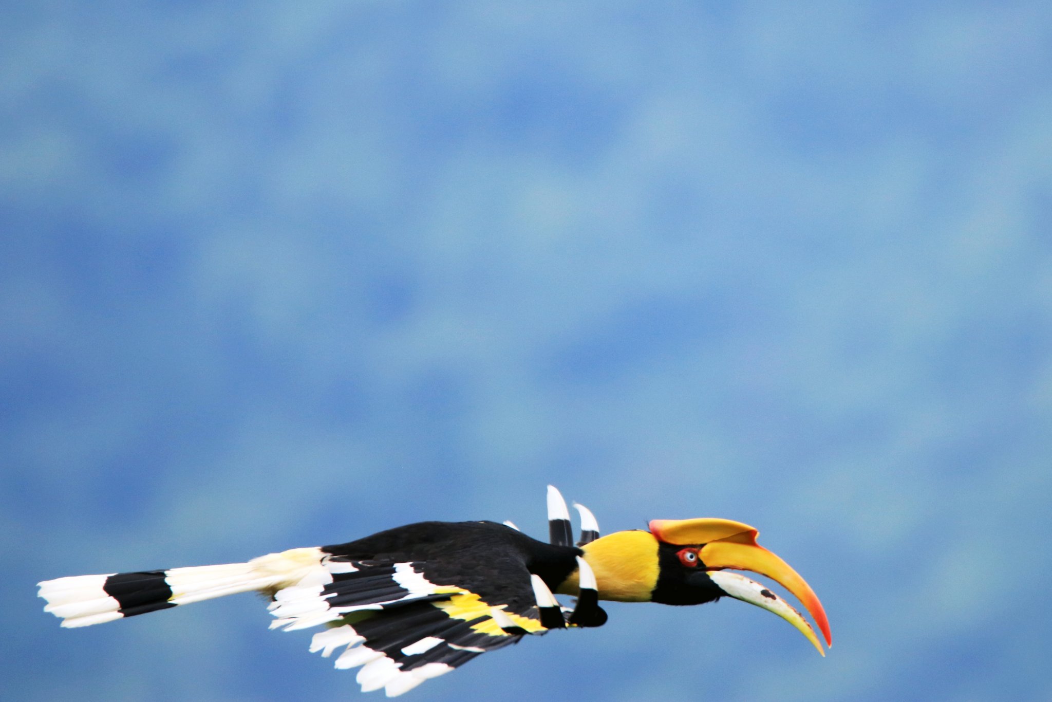 hornbill BIF.jpg