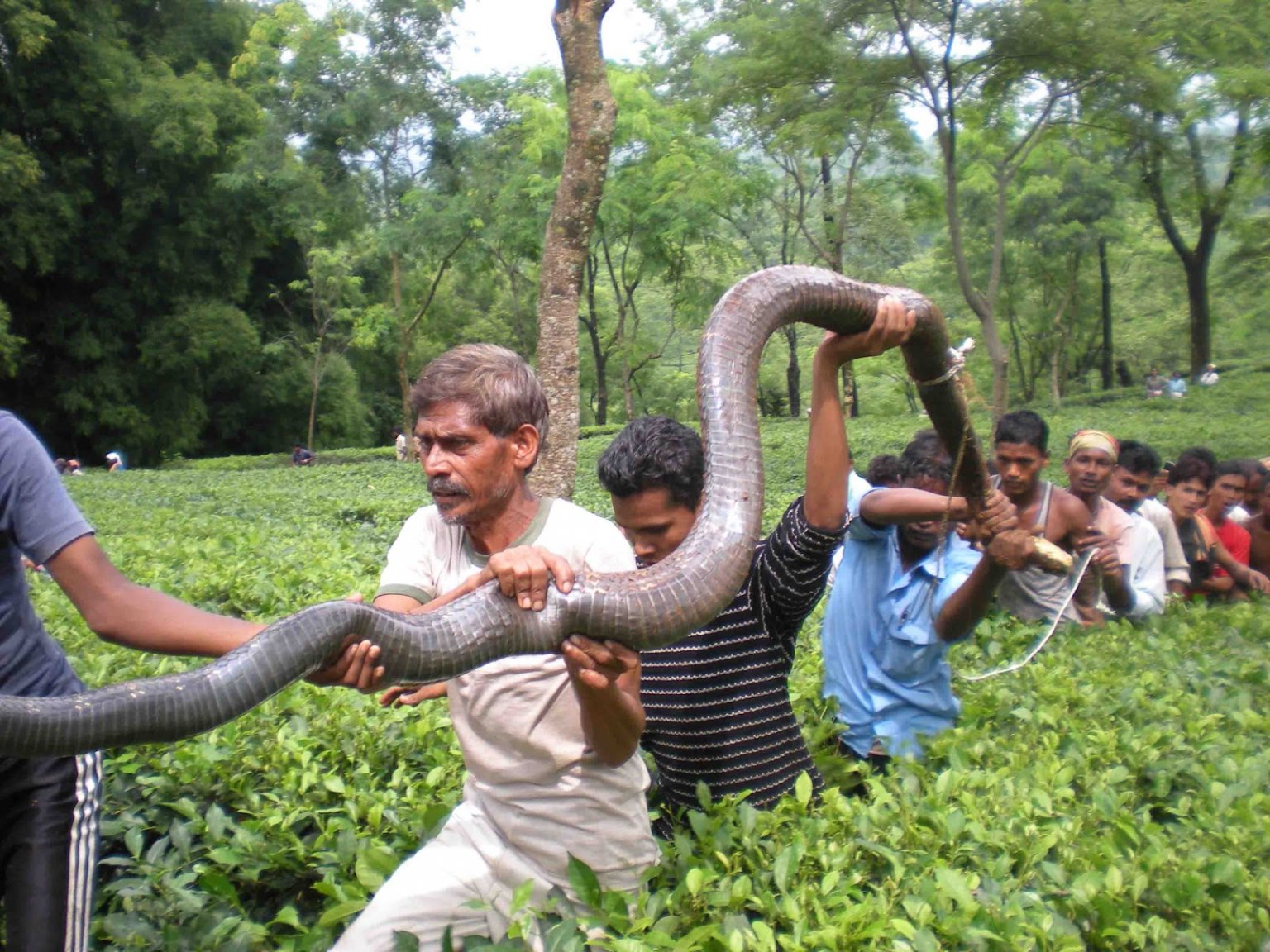 Largest King Cobra.jpg