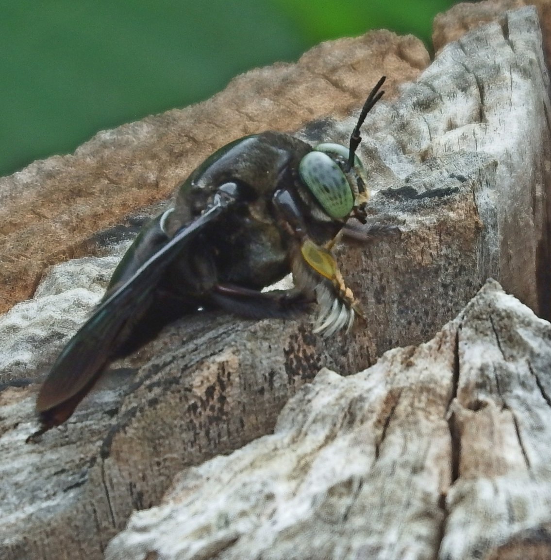 huge flying insect.JPG