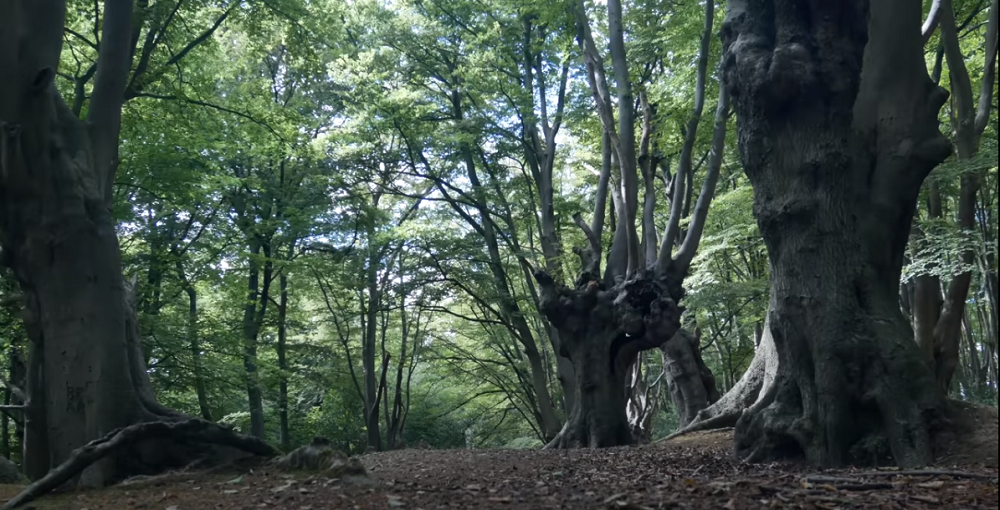 643703298_TreesofEppingForest02.png.75fb5d5b021f2a0364ce63db13c14e78.png